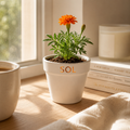 SOL — Marigold Starter Plant