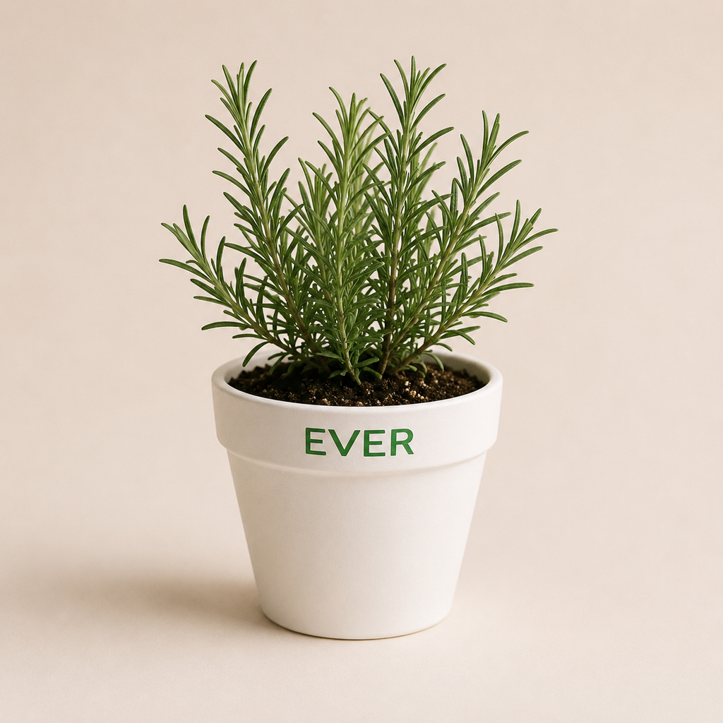 EVER - Rosemary Starter Plant