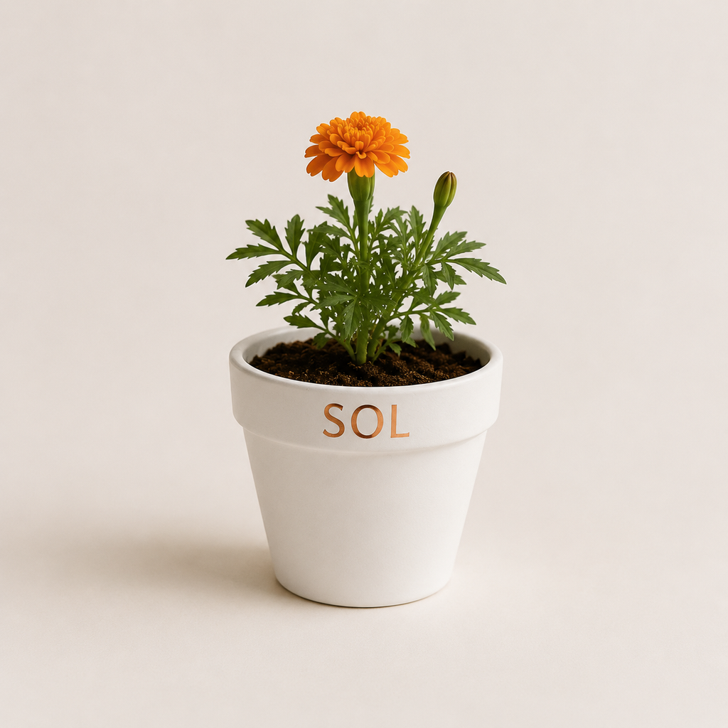 SOL — Marigold Starter Plant
