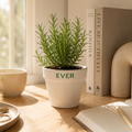 EVER - Rosemary Starter Plant